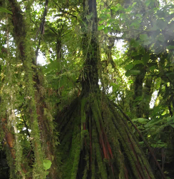 Taveuni forest hike
