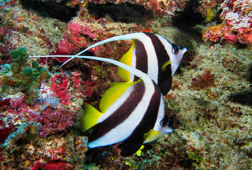 taveuni angelfish