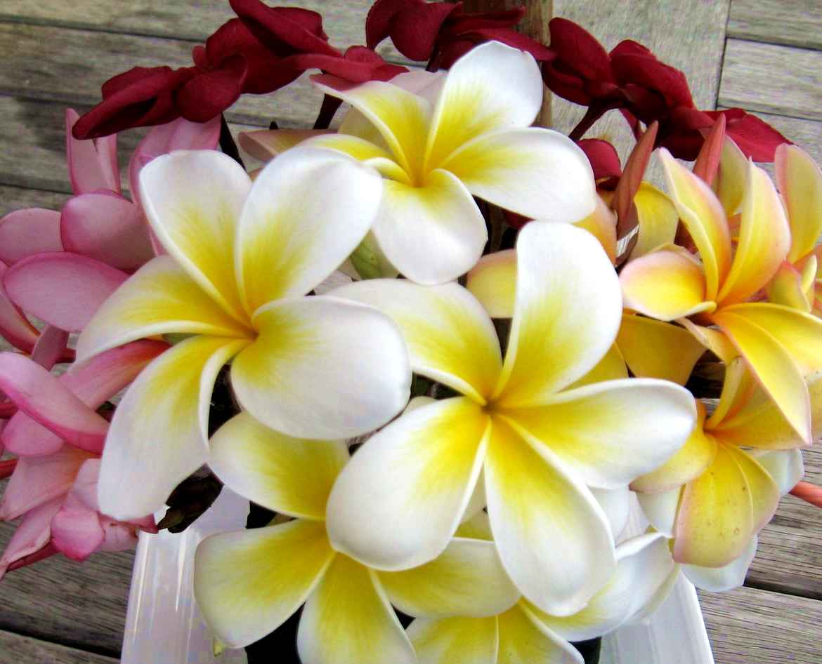 taveuni-flowers