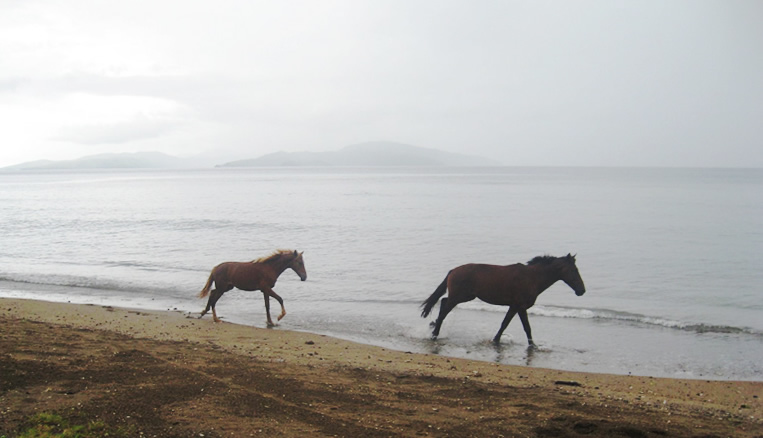 taveuni-horses