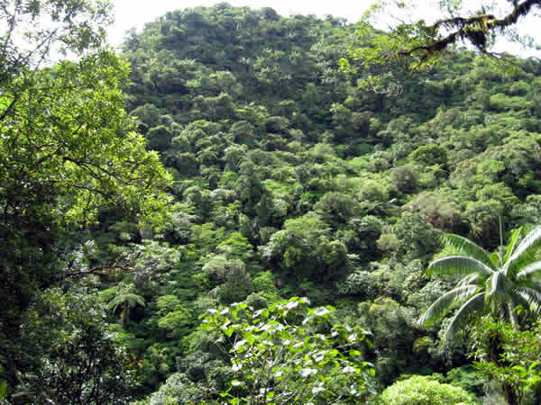 Taveuni rainforest